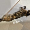 ふるさと納税の長ネギと愛猫の長さ勝負！