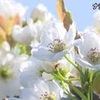 八代郡氷川町でナシの花が見頃迎える【熊本】