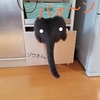 猫のガリガリとは