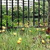 夏バテ休養からの復帰