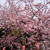  上野公園の桜
