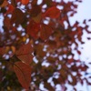 蝦夷山桜、枸杞、洋種朝鮮朝顔、白花萩、秋明菊、いろは紅葉、晒菜升麻