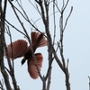 ベニフウチョウ Red Bird of Paradise 1