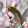 🐣先週の小石川植物園🌸