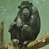 動物シリーズ：チンパンジー：安佐動物公園 ⑦（広島県広島市）