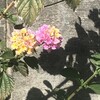 Lantana
