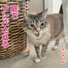 もうすぐ生まれるニャ！