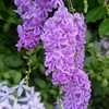  紫の花たち