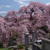 一足早い『ふくしまの桜』・・・（過去画像から）