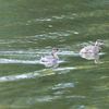 水鳥たち