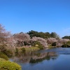 新宿御苑の桜、そろそろ散り始めるかもなのでお早めに！