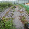長ネギ４００本定植しました