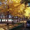 川越水上公園と関越のあいだにイチョウ並木