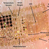 皮膚にプリントする『電子タトゥー』がヤバい...他