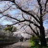 2019/04/04 善福寺川散歩 06 善福寺川/南阿佐ヶ谷駅/株式会社タマス/杉並消防署馬橋出張所/馬橋消防署前歩道橋/清見寺