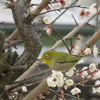 ウグイス色のメジロの写真撮影🐦