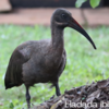 HADADA IBIS