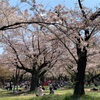 しつこいようですが…桜