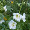タチアオイの花は