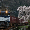 咲き誇る備中川面の桜とEF64-1020牽引の貨物列車
