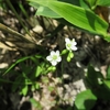 この花は　何の花かというと・・・