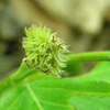 011  American Beech