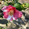 冬の華サザンカ展　六歌仙