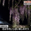 「山田の藤」満開　23日までライトアップ 熊本・玉名市　
