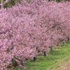 トンネルクラブの皆さんと河津桜見学とさわやか温泉に行ってきた件