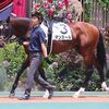 ２１日の検疫で函館競馬場（栗田厩舎）へ帰厩。２回函館開催での出走を予定しています。☆マンスール