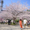 【Nikon Z 50・仙台・勾当台公園駅】錦町公園のソメイヨシノ   April 2021 