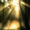 風の時代を魂豊かに生きる3つの方法｜白狐のビジョンが視せてくれた"豊かさの引き寄せ"