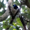日本　子育中のサンコウチョウ