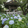 川崎市にもあった紫陽花寺　妙楽寺