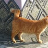 某所の猫２＆今日の独り言