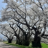 庄川峡も満開