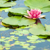 続・スイレンの花を写した画像を現像してみる