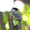 鳥撮散歩　またまた久しぶりに総合公園、お出迎えはシジュウカラだけ