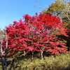 リンドウの花園へ