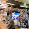 ねこ79話　ししそらみりん②。11/3(日)静岡ハンドメイドマルシェ出店。