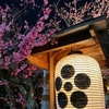 20年2月の北野天満宮の梅苑ライトアップのお話。１