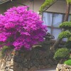 ミツバツツジ