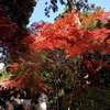 紅葉（筑波山　2009年）