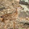 奈良公園でしか活
