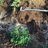 アスパラガスの大苗植え付け