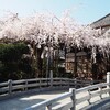 玉蔵院の垂れ桜