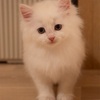 ウル＆はちわれちゃんの写真を撮りました。