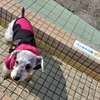 ❝ 道の駅 伊東マリンタウン ❞ 愛犬とおでかけ-静岡県観光🎵　2024年2月8日①