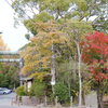 小田原城址公園　　報徳二宮神社　紅葉