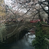 ◎今日の目黒川の桜 2016 3月30日